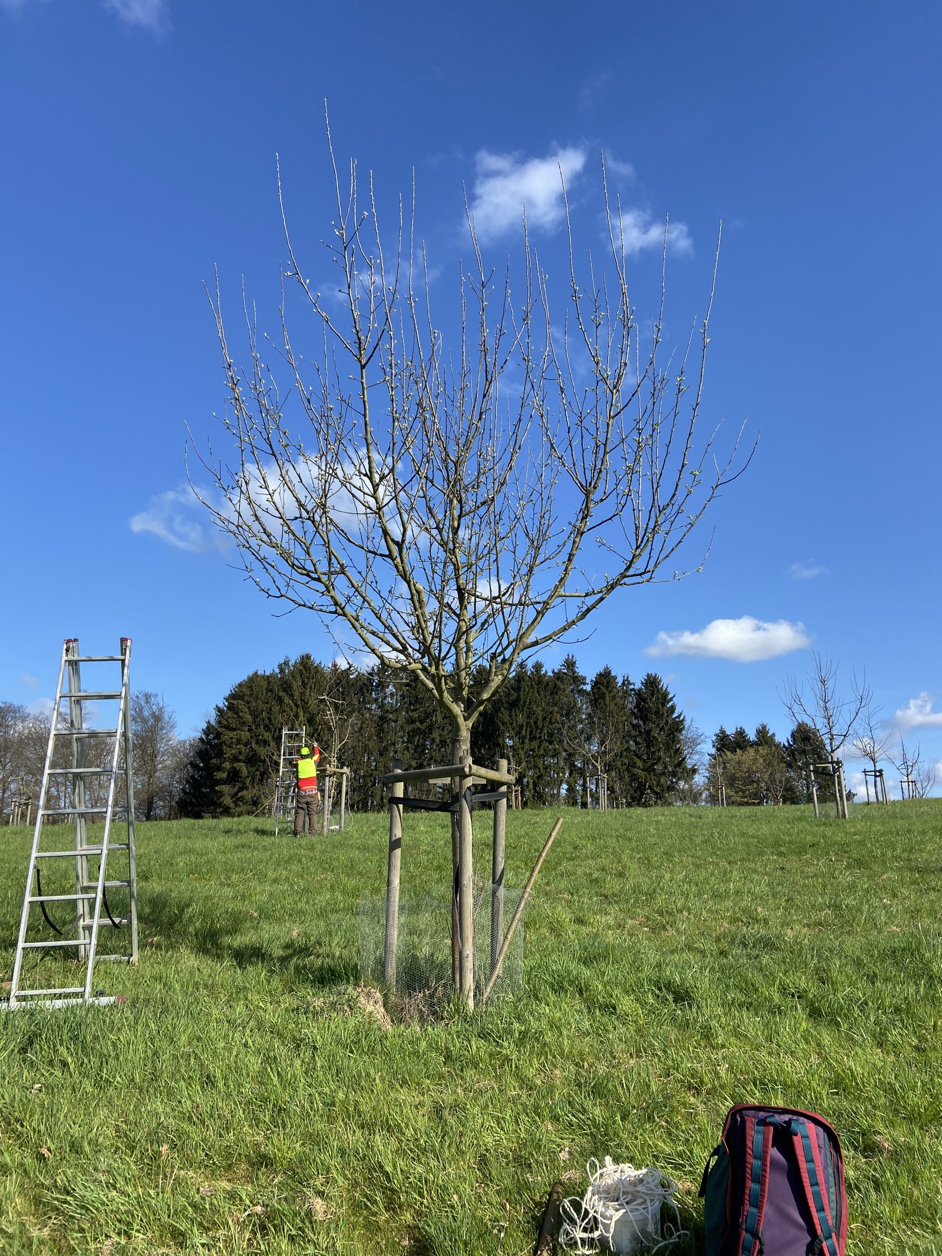 Jungbaum vor Schnitt