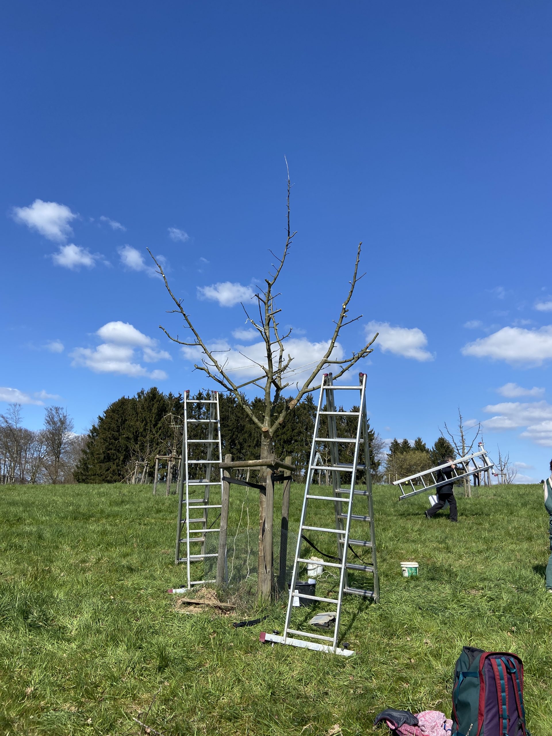 Jungbaum nach Schnitt