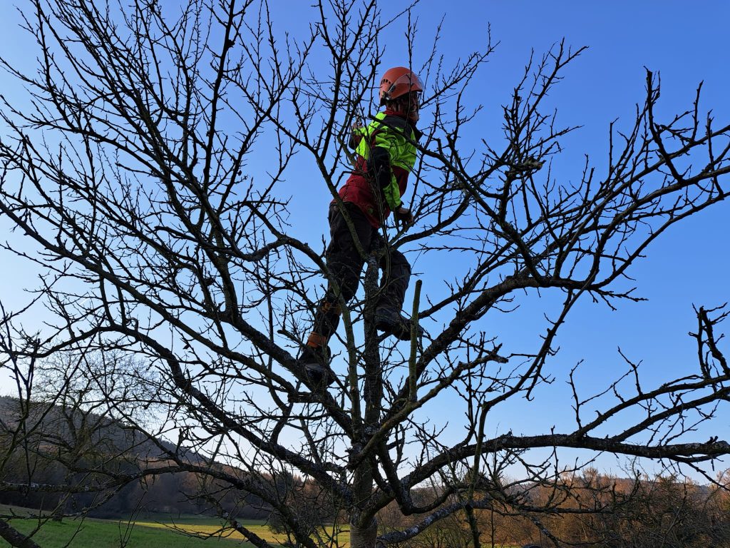 Baumschnitt