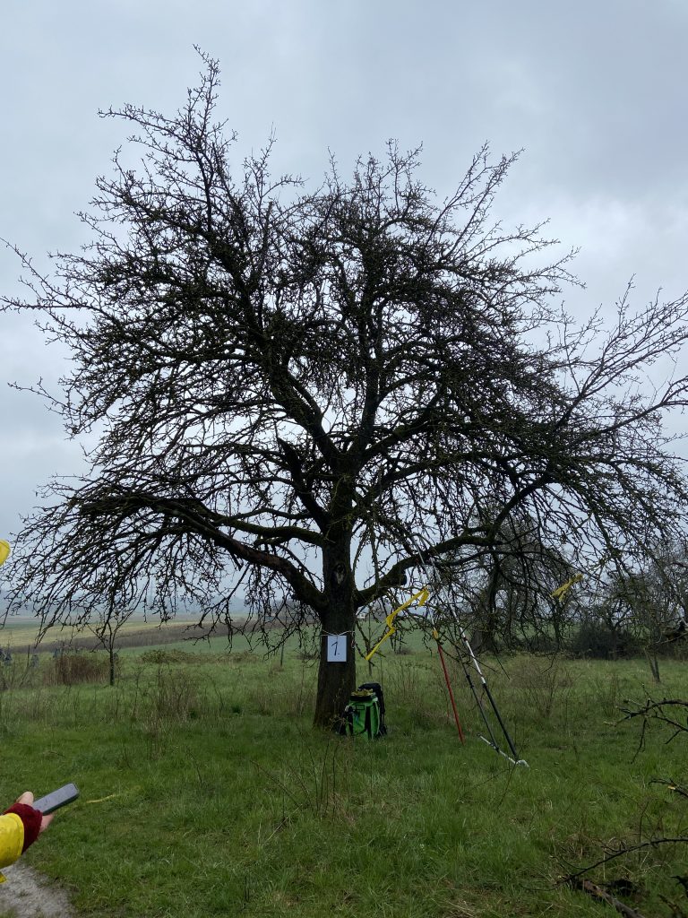 Altbaum