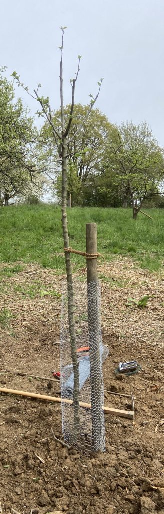 Jungbaum Obstbaum Pflanzung
