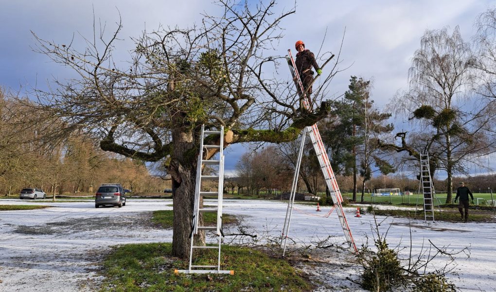 Mistel Apfelbaum Baumschnitt