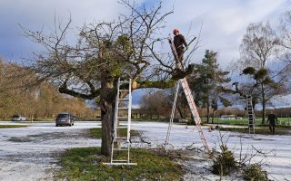 Mistel Apfelbaum Baumschnitt