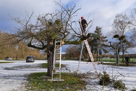 Mistel Apfelbaum Baumschnitt