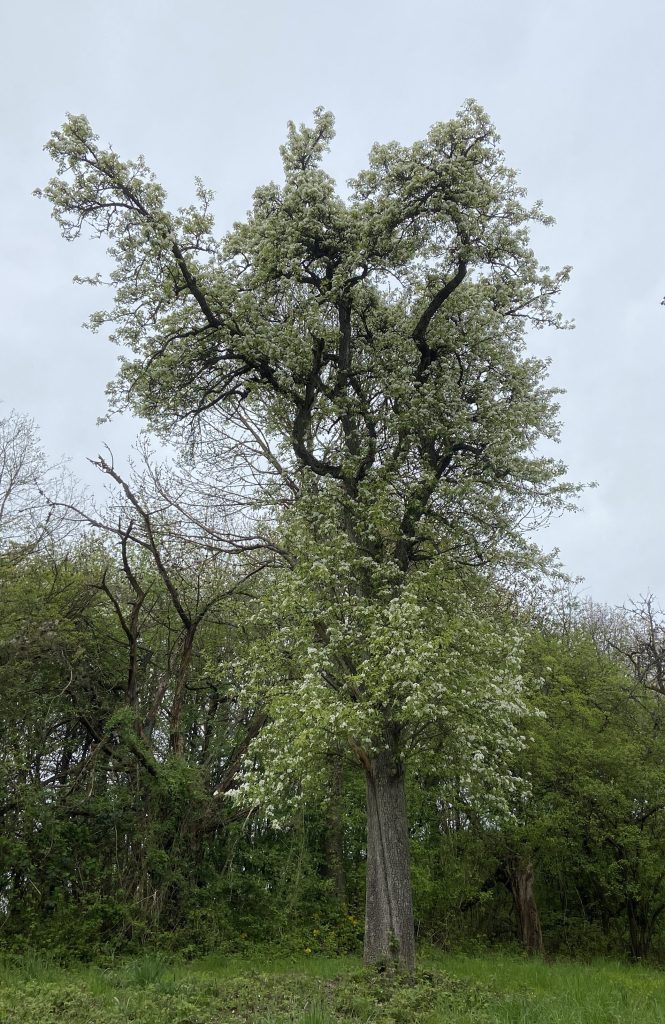 Birnbaum in Blüte